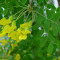 Caragana, Arborele-mazare siberian - Caragana arborescens