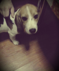 Pui Beagle (catelusa) foto