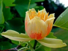 ARBORELE DE LALELE - Liriodendron tulipifera foto