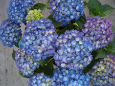 HORTENSIE - Hydrangea macrophylla ?Renate? foto