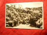 Ilustrata Tusnad - Oltul la Stanca Soimilor, circ. 1955