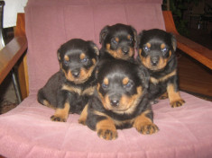 Vand Pui Rottweiler - Talie inalta cu pedigree foto