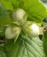 ALUN - Corylus avellana 90/120 cm foto