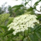 SOC - Sambucus nigra