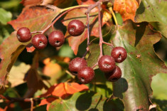 SORB, SCORUS - Sorbus torminalis foto