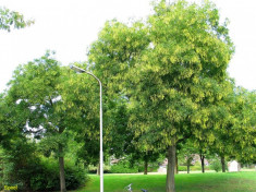 SOFORA, SALCAM JAPONEZ - Sophora japonica foto