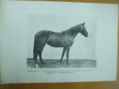 Expozitia de manji din Slobozia 10 - 11 noiembrie 1925 Medalie de aur iapa Aida foto