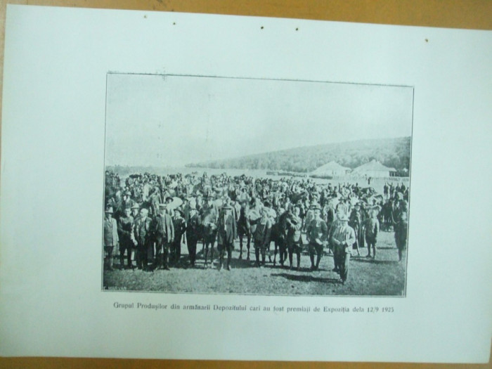 Depozitul de armasari de la Grasi judetul Neamt 12 septembrie 1925 grupul armasarilor premiati