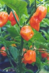 Seminte ardei iute chili &amp;quot; Habanero Orange &amp;quot; -soi pretios, pentru cunoscatori foto