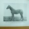 Expozitia de manji din Slobozia 10 - 11 noiembrie 1925 Premiul I Armasarul Lica
