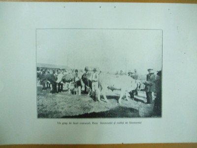 Expozitia zootehnica Turnu Severin 24 septembrie 1925 Un grup de tauri comunali rasa si metisi Simmental foto