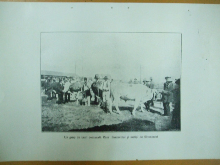 Expozitia zootehnica Turnu Severin 24 septembrie 1925 Un grup de tauri comunali rasa si metisi Simmental