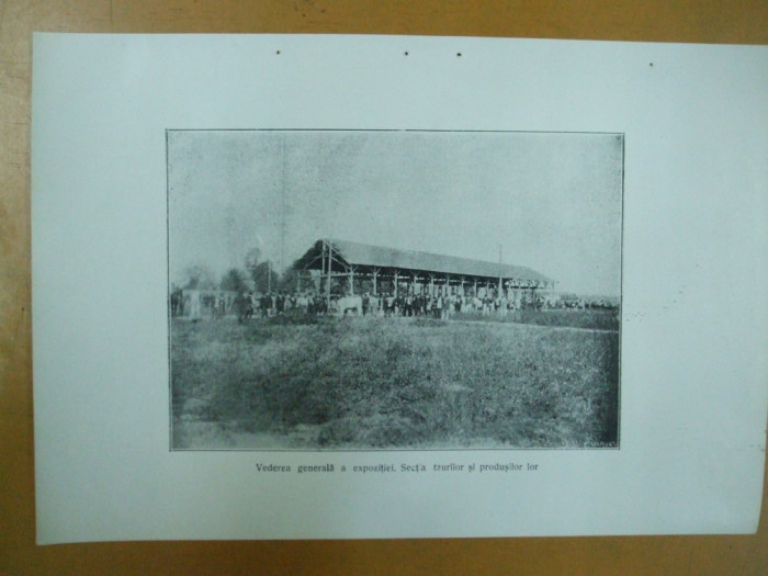 Expozitia zootehnica Turnu Severin 24 septembrie 1925 Vederea generala a expozitiei sectia taurilor si produsilor lor