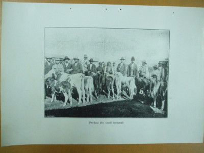 Expozitia zootehnica Turnu Severin 24 septembrie 1925 Produsi din taurii comunali foto