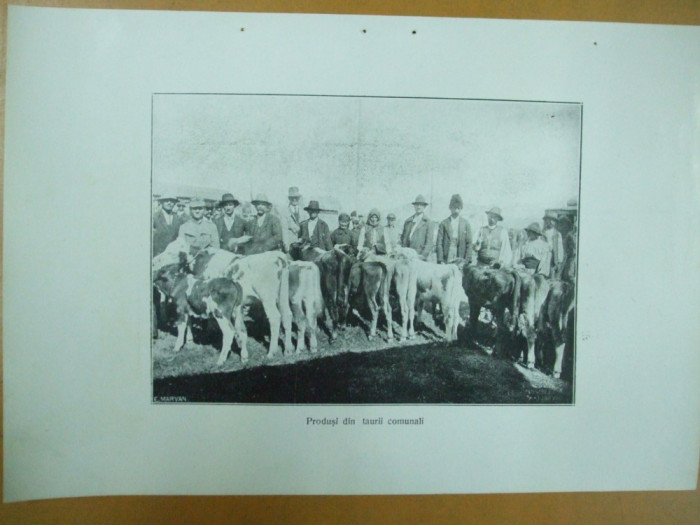 Expozitia zootehnica Turnu Severin 24 septembrie 1925 Produsi din taurii comunali