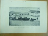 Grupa berbecilor Caracul crescatoria Synadino scoala de agricultura Cricova Republica Moldova 1926