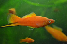 Pesti exotici (guppy, xipho etc.), creveti, plante acvariu foto