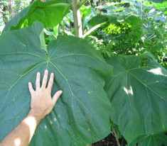 12.000 Seminte Paulownia Elongata + Tomentosa + Fotunei - Recolta 2014 foto