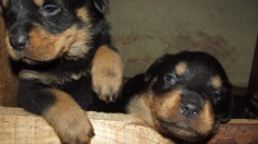 pui rottweiler foto