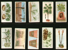 1923 Vechi unelte de gradinarit - Set complet de 50 cartonase cu reclama la tigari Wills, Cigarette / Trade cards foto