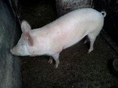 porc crescut cu cereale 120 kg, 9lei/kg foto