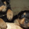 ocazie pui rottweiler