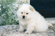 chow chow foto