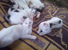 3 pisici pentru adoptie telefon contact 0735 549 256 foto