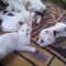 3 pisici pentru adoptie telefon contact 0735 549 256