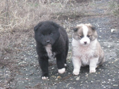 Catei spre adoptie talie mijlocie metis de aproape doua luni. foto