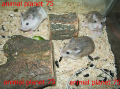 hamsterii roborovski foto