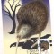 # ilustrata maxima-PASARI DE NOAPTE-Kiwi 1998 prima zi