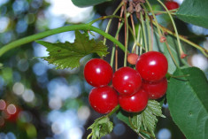 Vand Visinata cu Palinca de Fructe foto