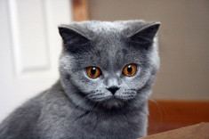 pisici british shorthair blue foto