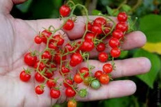 Seminte rosii &amp;quot;Currant Sweet Pea&amp;quot; - cele mai mici rosii foto