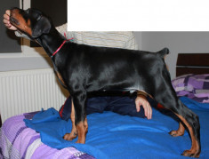 Pui Doberman cu pedigree (din parinti campioni) foto