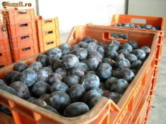 Palinca din prune de Zalau, 100% naturala din prune, 52 grade, (tuica/alcool/tarie) foto