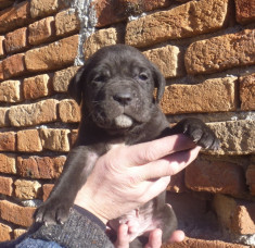 Cane Corso de calitatela la pret de criza!!Poze reale cu femela si tatal ei!!! foto