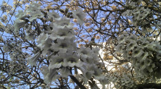 puieti paulownia elongata foto