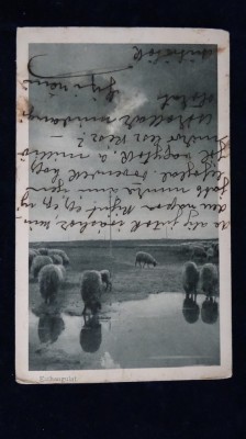 Esthangulat - mioare la pascut - vedere 1917 circulata - cod V-125 foto