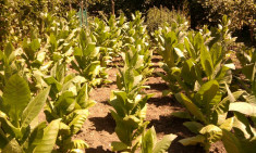 Seminte de tutun Burley calitate garantata.Samanta Ungaria 20g=30ron. foto