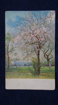 Vedere reproducere arta-Primavara, natura inflorita - vedere HB 598 necirculata foto