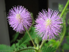 20 Seminte Mimosa pudica - Planta rusinoasa foto