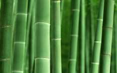 10 Seminte Bambus comestibil gigant Moso Phylostachis edulis foto