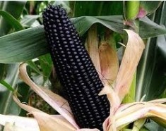 200 SEMINTE PORUMB NEGRU (black corn) foto