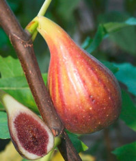 SMOCHIN cu FRUCTE LUNGI - POM FRUCTIFER EXOTIC - Plata NUMAI in AVANS - ONLINE, BANCA, POSTA. foto