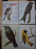 CP ilustrate set de 4 Fauna Pasari, Necirculata