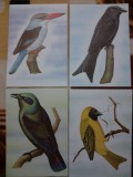 CP ilustrate set de 4 Fauna Pasari