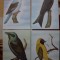 CP ilustrate set de 4 Fauna Pasari