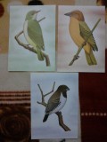 Cumpara ieftin CP Ilustrate set de 3 fauna pasari